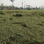 कुशीनगर :: कुदरत का कहर: तेज हवा और बारिश से बर्बाद हुई गेहूं की फसल, किसान हुए बेहाल